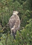 Sub-adult bald eagle