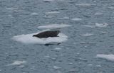 Sea lion - floating on ice