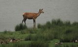 Red deer