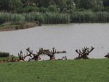 Red deer resting on the beach