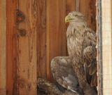 Sea eagle