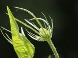 Prickly