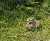 Eurasian stone curlew