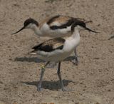 Pied avocets - juveniles