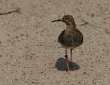 Ruff - chevalier combattant