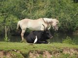 Tarpan Horse with Aurochs and Cattle Egret