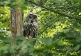 Great grey owl
