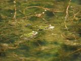 Frogs
