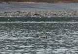 College Fjord - Harlequin ducks 