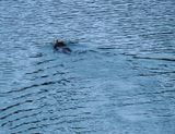 Sea otter - one final wave before the cruise comes to an end