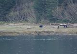 Black bear on the shores of Knight Island Passage towards Seward