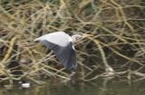 Grey heron in St Jamess Park