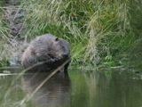 Beaver - clean-up