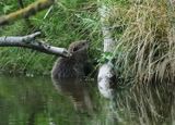 Beaver munching away