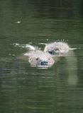 Beavers patrolling the stream