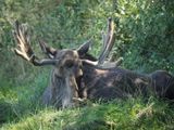 Moose