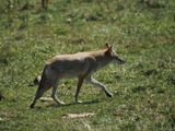 Coyote