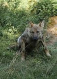 Eurasian wolf