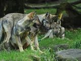 Eurasian wolves