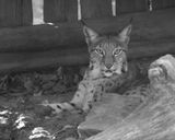 Lynx BW