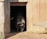 Raccoon
