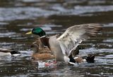 Mallard_5596p_1000p.jpg
