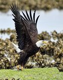 Eagle_2575_1000p.jpg
