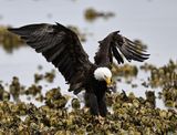 Eagle_2774_1000p.jpg