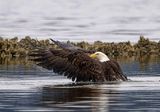 Seabeck_Eagles_5257-t_1000p.jpg