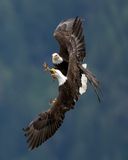 Eagles_0923-20250516_1000p.jpg
