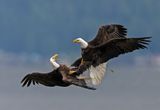 Eagles_0954-20250516_1000p.jpg