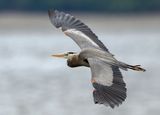 Heron__GRH6163-20250516s_1000p.jpg