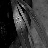 Rain Drops