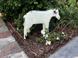 Claremont Village Goat