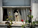 A Cat in A Window
