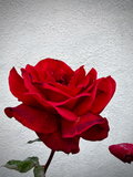 A Rose