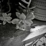 Back Porch Succulent