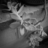 Succulent
