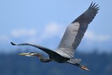 Blue Heron 3