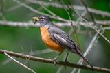 Robin with Dinner!