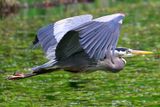 GBH 2