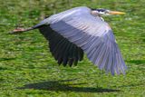 GBH 3