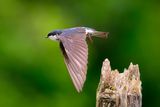 Tree Swallow 4