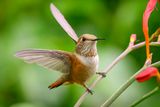 Female Rufous