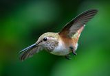 Female Rufous