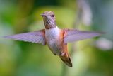 Female Rufous