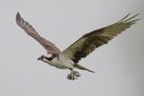 Osprey With Breakfast