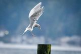 Landing Zone