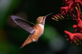 Rufous
