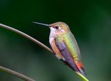 Rufous